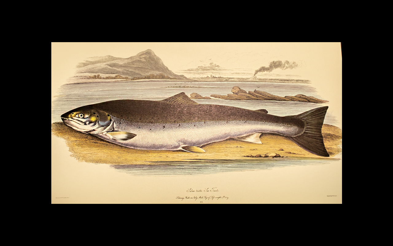 British Salmonidae by Sir W Jardine. - Bild 2 aus 3