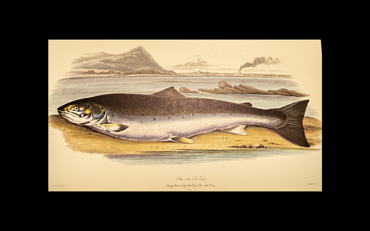 British Salmonidae by Sir W Jardine. Bar - Image 2 of 3