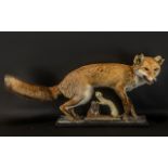 Taxidermy Interest - Red Fox on a Wood Base, full size,