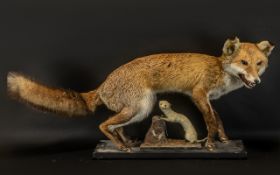 Taxidermy Interest - Red Fox on a Wood Base, full size,