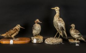 Taxidermy Interest - Four Stuffed Birds on Wood Bases. Largest size 16" high to 9" high.