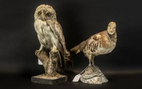 Taxidermy Interest - Owl Standing on a Log 14" high, along with a Game Bird 11" high.