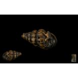 An Oriental Boxwood Netsuke in the form of frogs playing on a shell. Signed to underside. Please see
