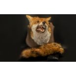 Taxidermy Interest. Foxes head and tail mounted on a wall mounted shield and backing.