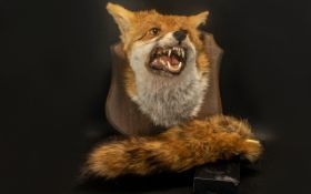 Taxidermy Interest. Foxes head and tail mounted on a wall mounted shield and backing.