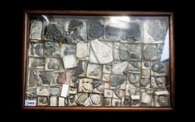 An Antique Glazed Display Case containing a quantity of Dinosaur fossils to include fossilized