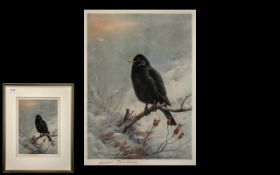 Archibald Thorburn Artist Pencil Signed Print of a ' Blackbird ' Published by W.F.