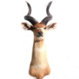 Taxidermy: Head of a Kudu, overall height 91cm.