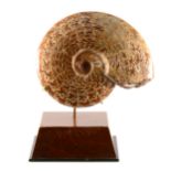 A mounted Cleoniceras Ammonite, Cretaceous period, Majunga Basin, Madagascar