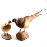 Taxidermy - a mounted cock and hen pheasant on natural bases.
