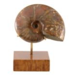 A mounted Cleoniceras Ammonite, Cretaceous period, Majunga Basin, Madagascar