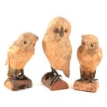 Three old Papier Mache model Owls with glass eyes.