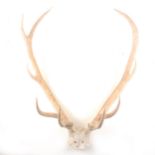 A pair of antlers, unmounted