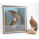 Taxidermy: A Hawk, naturalistically presented in a case, 43cm x 38cm;