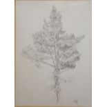 HB, Study of a tree, pencil, signed with initials, dated '14, 32cm x 42cm.