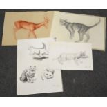 Mary Milner Dickens, a portfolio of animal studies, sketches, and artworks, late 1950s