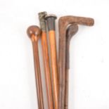 Collection of walking sticks