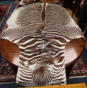 A zebra skin rug Length with tail 290cm