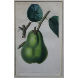 Nine early 19th century hand coloured botanical prints, 20 x 13cm