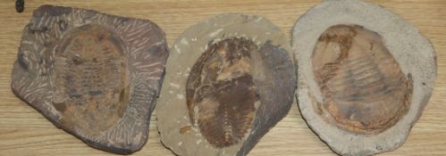Three trilobites