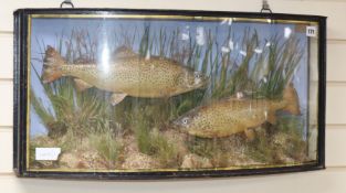 An early 20th century taxidermic group of two trout, in glazed bowfront case by J.Cooper and Sons