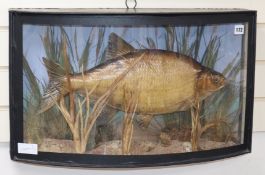 An early 20th century taxidermy Chubb in glazed bowfront case by J. Homer