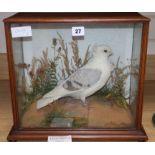 A taxidermic fancy pigeon case height 35cm