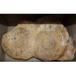 Twin ammonite fossil