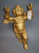 A carved giltwood and gesso cherub, with fixings for wall mounting (a.f. to gilding) H.43cm