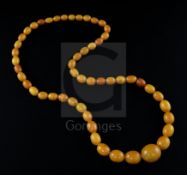 A single strand graduated oval amber bead necklace, gross weight 104 grams, 86cm.