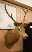 A taxidermy stag's head wall trophy Height approx. 120cm