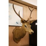A taxidermy stag's head wall trophy Height approx. 120cm