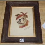 Arthur Cooke, watercolour, Bulldog with an eye patch, signed and dated 1917, 25 x 18cm