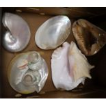 A collection of sea shells and a piece of coral