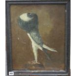 19th century English School, oil on board, Study of a Pouter pigeon, 43 x 34cm Condition: Oil on a