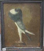 19th century English School, oil on board, Study of a Pouter pigeon, 43 x 34cm Condition: Oil on a