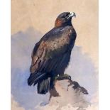 Archibald Thorburn (1860-1935)ink and watercolourGolden Eagle perched upon a rocksigned and dated