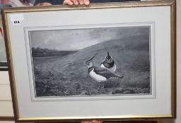 Archibald Thorburn (1860-1935), watercolour and gouache en grisaille, Two Lapwing in a moorland