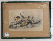 A Regency watercolour study of seashells, 25 x 40cm Condition: Faded with discoloured buff paper, no