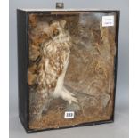 A taxidermic owl, casedCONDITION: The owl is now loose from its perch, the naturalistic interior has