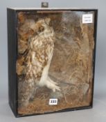 A taxidermic owl, casedCONDITION: The owl is now loose from its perch, the naturalistic interior has