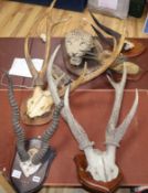 A collection of antlers, taxidermic leopard's head etc.