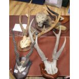 A collection of antlers, taxidermic leopard's head etc.