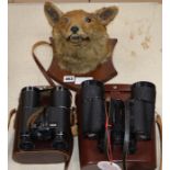 A fox head wall trophy and two pairs of field glasses