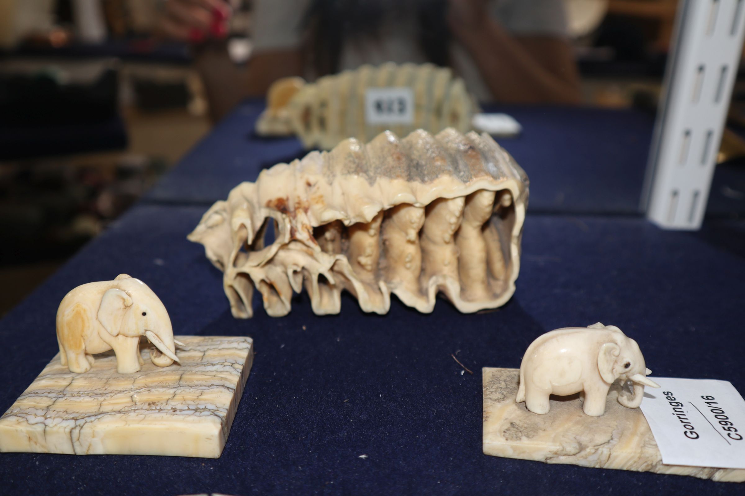 Two ivory elephant figures with elephant tooth stands and two elephant tooth specimens, early 20th - Image 5 of 6
