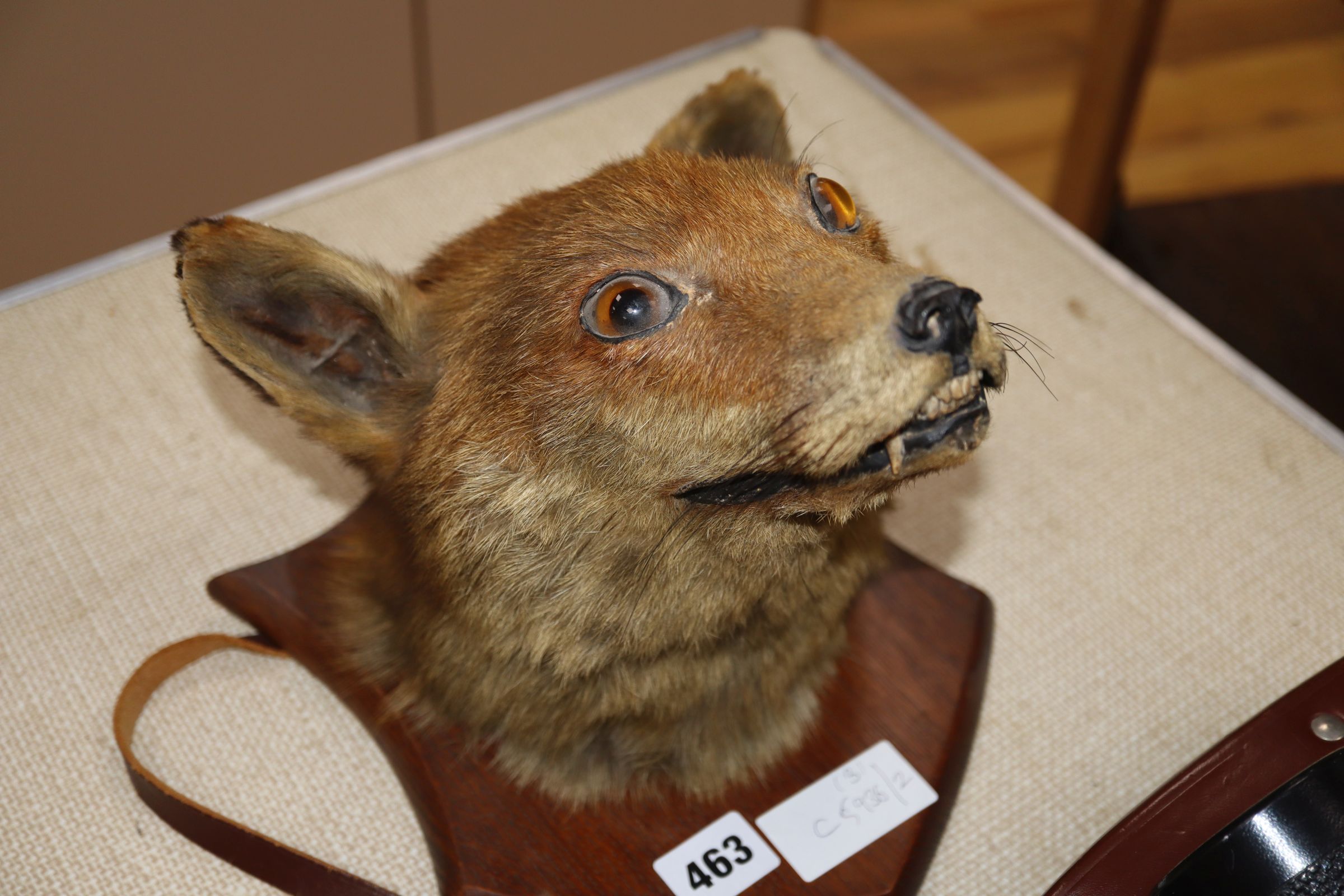 A fox head wall trophy and two pairs of field glasses - Image 3 of 3