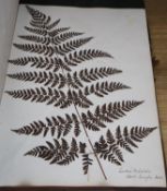 Two 19th century bound folios containing a wide range of pressed leaves of shrubs, trees and