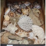 A collection of seashells and ammonites