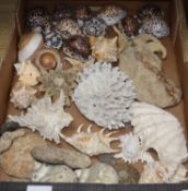 A collection of seashells and ammonites