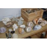 A collection of shells and coral collection